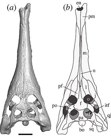 Hanyusuchus_skull.jpg