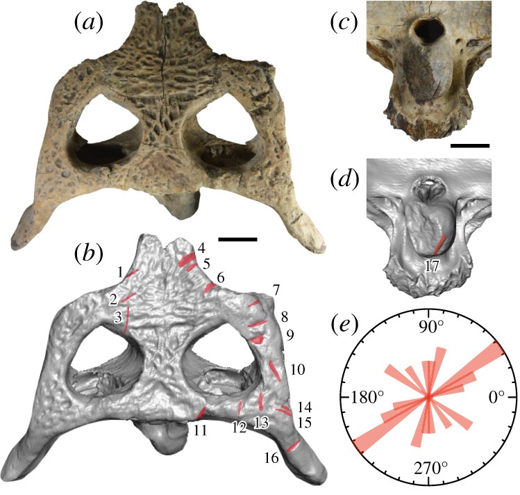 Chop_marks_left_on_Hanyusuchus_sinensis_XM_12-1557.jpg